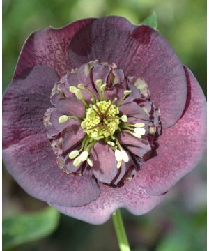 Delicate Helleborus Collection