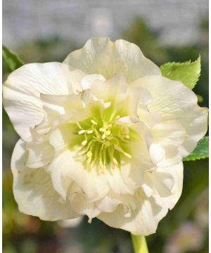 Double Delights Helleborus Collection