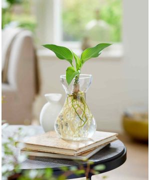 BotaniQua Hosta Fresh Green and Vase