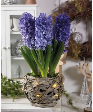 Illuminated Rustic Basket Hyacinth Blue Pearl