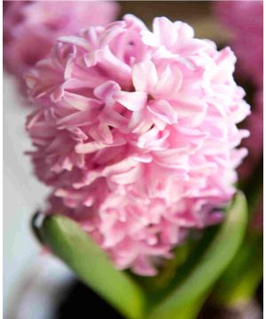Hyacinth Pink Surprise 