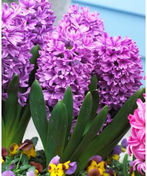 Homely Hyacinthus Orientalis Collection