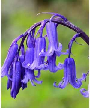 Hyacinthoides English Bluebell - In The Green