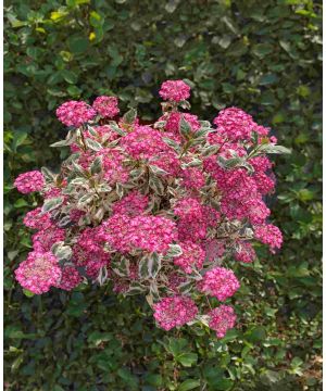 Hydrangea 'Euphoria Pink' 