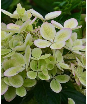 Hydrangea paniculata  Pastel Green
