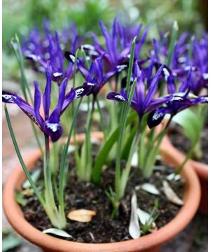 Iris reticulata Blue Note 