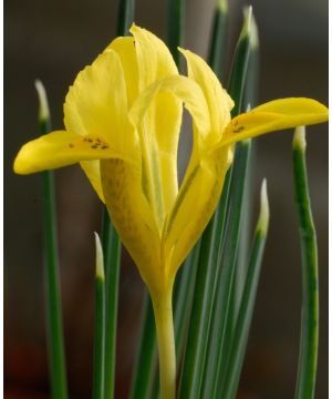 Iris Danfordiae 5/6 size bulb 30 bag