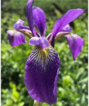 Iris x robusta Dark Aura