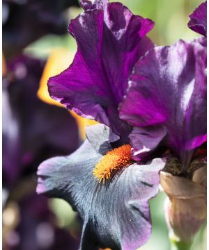 Iris germanica Draculas Kiss