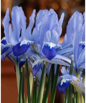 Iris reticulata Clairette 