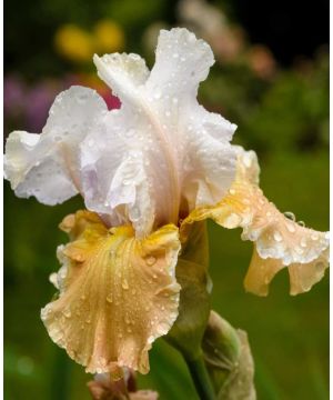 Iris germanica Scintilla