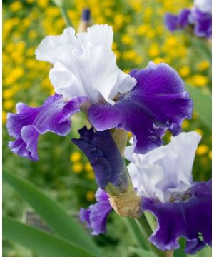 Iris germanica World Premier
