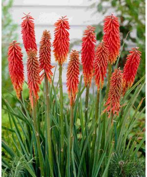 Kniphopia Nancys Red