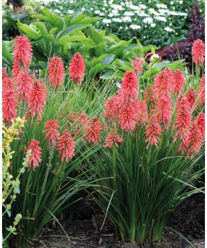 Kniphofia Poco Red