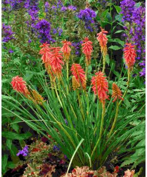 Kniphofia Redhot Popsicle 
