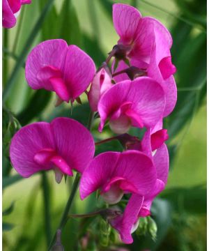 Lingering Lathyrus Collection