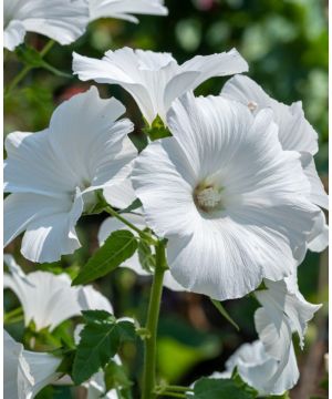 Lavatera Marshmallow White