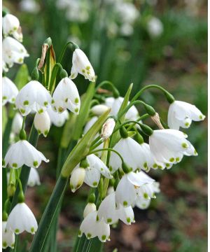 Leucojum aestivum 'Gravetye Giant'