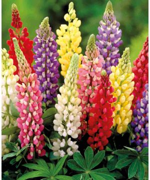 Lupin Mix Bare Root