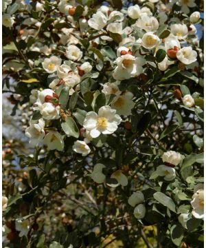 Magnolia leavifolia Honey Velvet