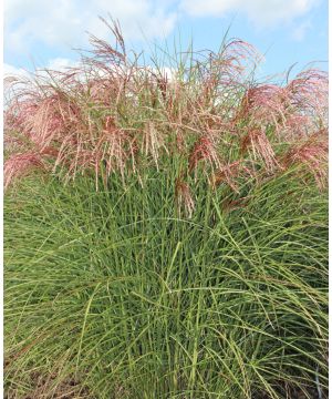 Miscanthus sinensis Red Cloud