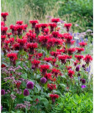 Radiant Monarda Collection 1 of each 3 x YP