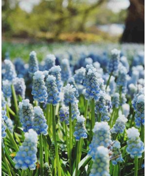 Durable Muscari Collection