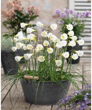 Narcissus cantabricus White Petticoat