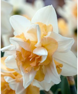 Dancing Doubles Daffodil Collection