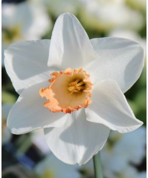Narcissus Fragrant Rose