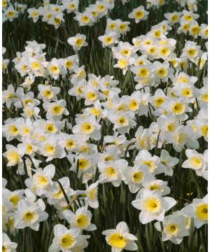 Total Trumpets Narcissus Collection 
