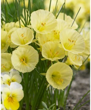 Narcissus romieuxii Julia Jane 8/10 size bulb 15 bag