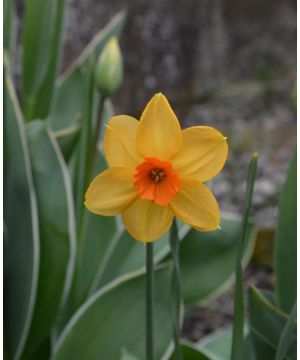 Narcissus Kedron 10/12 bulb size 15 bag