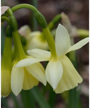Narcissus Lemon Drops 12/14 bulb size 5