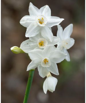 Narcissus Paper White