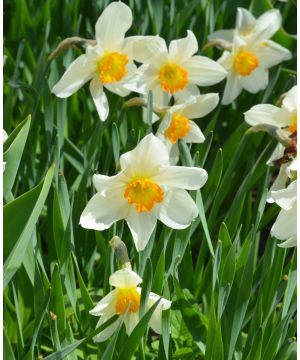 Narcissus pseudo subsp. Pseudonarcissus