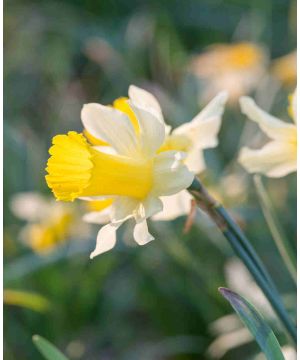 Narcissus pseudo subsp. Pseudonarcissus