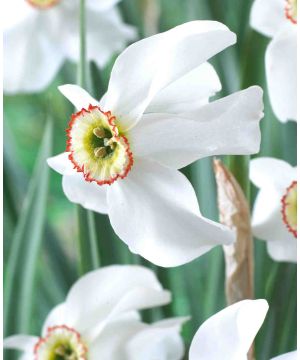 Narcissus poeticus var. 'recurvus'