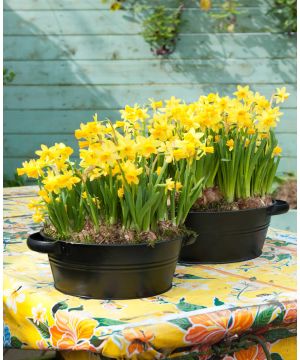 Container Perfect Narcissus