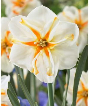 Narcissus Trepolo
