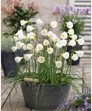 Narcissus cantabricus White Petticoat 8/10 size bulb 15 bag