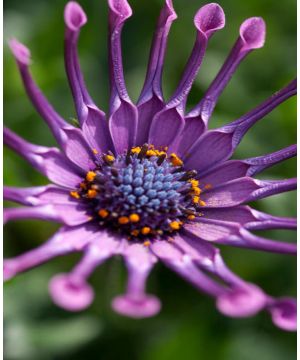 Osteospermum FlowerPower Spider Purple