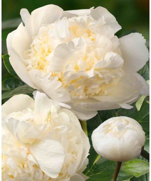 Paeonia lactifora 'Bridal Shower'