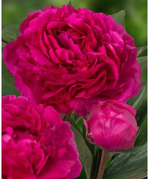 Fabulously Fragrant Paeonia Collection