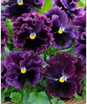 Pansy Frizzle Sizzle Burgundy
