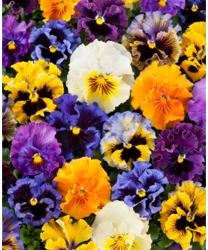 Pansy Frizzle Sizzle Mix