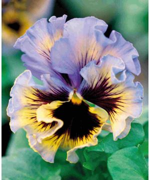 Pansy Frizzle Sizzle Yellow Blue Swirl