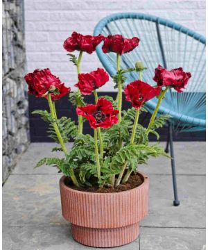 Papaver orientale Red Rumble 