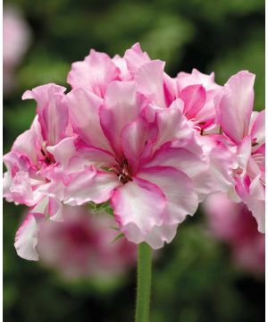 Pelargonium peltatum Corriente Pink Bicolor