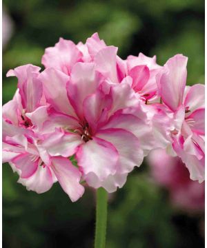 Pelargonium Pink Bicolour